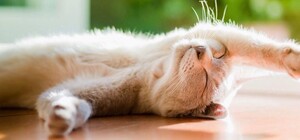 Рекордное лето: погода в Киеве побила два температурных рекорда