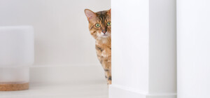 Бесплатно: одесситам напомнили о стерилизации бездомных котов и собак