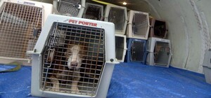 Гибель щенков на борту самолета: МАУ больше не будут перевозить животных