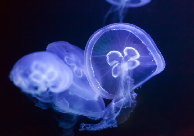 На Азовском море стали появляться медузы / фото: freepick