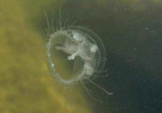 Под Запорожьем в Днепре появились медузы. Фото: pikabu