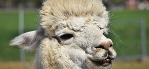 Милота: в Бердянском зоопарке родился малыш ламы (видео)