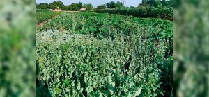 На пирожки: житель Полтавской области у себя на огороде вырастил более 2 тыс растений мака