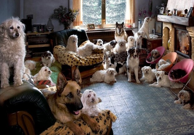 Жесть: женщина держала в однокомнатной квартире 8 собак и 20 котят - фото kot-pes.com