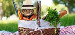 Онлайн-мапа: 19 легальних місць для пікніка біля Львова 