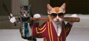 Киевских уличных котов стерилизуют и сделают им тату: когда и зачем