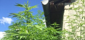 Вирощували вдома: на Львівщині виявили плантацію конопель