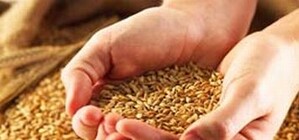 Запорожские аграрии не хотят 