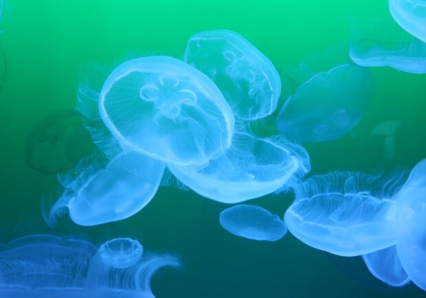 Когда на Азове исчезнут медузы / фото: pixabay