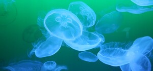 Получи ответ: исчезнут ли медузы из Азовского моря