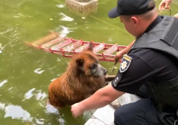 В Запорожье полицейские спасли собаку. Скриншот из видео