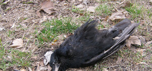 Неделя в Запорожье: стихия, грязные парки и дохлые вороны на улице