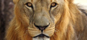 Новый дом: в реабилитационный центр Пылышенко переехали цирковые львы (видео)