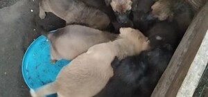 Пытаются отравить: под Днепром в лесу выкинули 10 щенков (фото 18+)