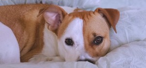 Дізнайся: коли у Львові відкриють крематор для тварин