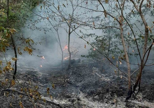 На Хорице произошел крупный пожар / фото: fb Хортиця Національний заповідник