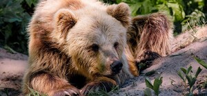 Страви на вогні та медові пряники: львів’ян кличуть на День Незалежності у ведмежий притулок 