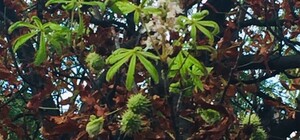 Природная аномалия: в Одессе зацвели каштаны