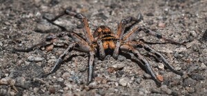 Ой, мамочки: на Бабурке заметили тарантулов 