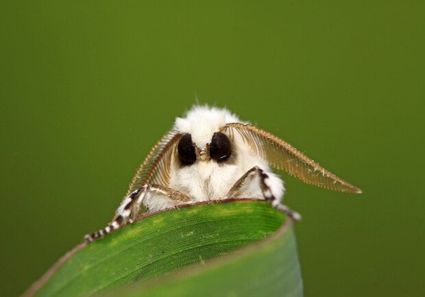 Американская белая бабочка уничтожает деревья / фото: gismeteo
