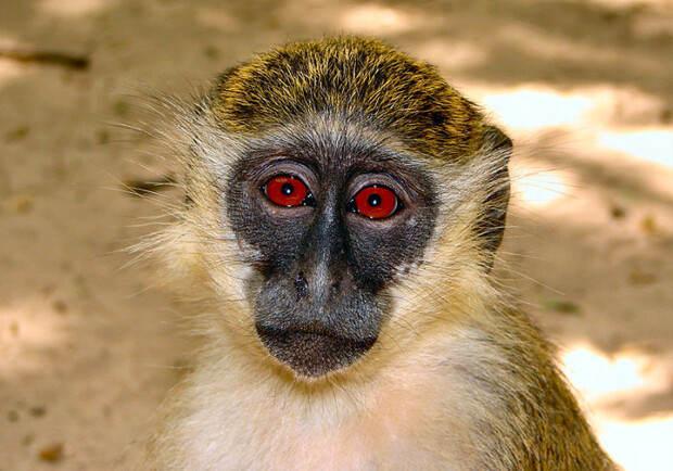 В зоопарке "Сафари" показатели милых обезьянок / фото: wildfrontier