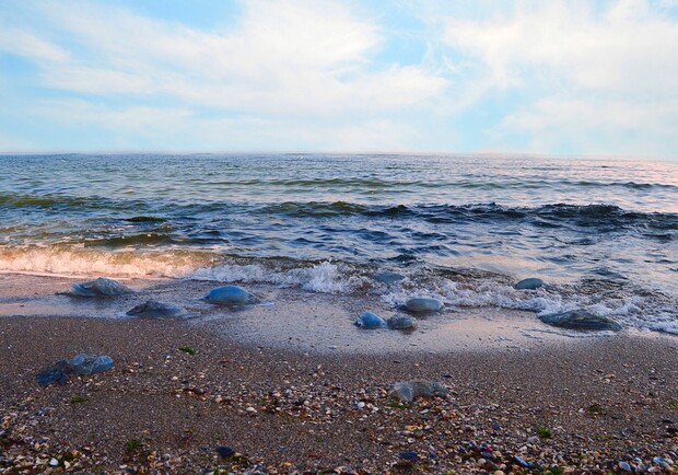 В Азовском море снова заметили медуз / фото: pixabay