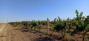 Винодельни терпят крах: в Бессарабии засуха повлияла на урожай винограда 