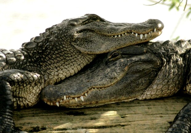 В бердянском зоопарке появилась пара крокодилов. Фото: 2queens