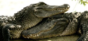 Любовь с первого взгляда: в бердянском зоопарке появилась пара крокодилов (видео)