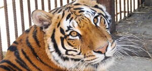 Помоги тиграм: приют собирает деньги на вольер для животных