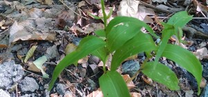 В Красной книге: на Трухановом острове нашли редкие растения