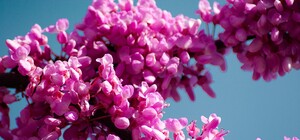 Зацени: в парке на Березняках высадили 