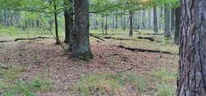 Редкие виды: в Киевской области нашли несколько локаций с краснокнижными растениями