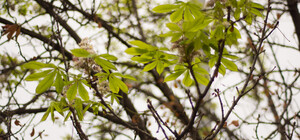 Теплая осень: в Одессе цветут каштаны