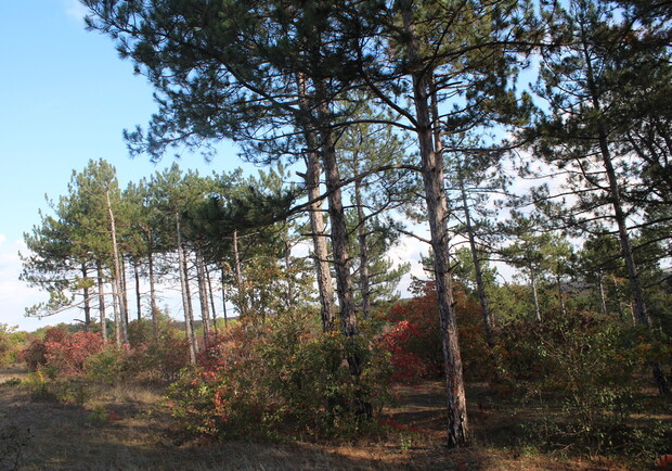 За грибами и шишками: все, что вы не знали про Дальницкий лес под Одессой 