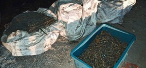 Попались: на Полтавщине браконьеры поймали более полтысячи раков