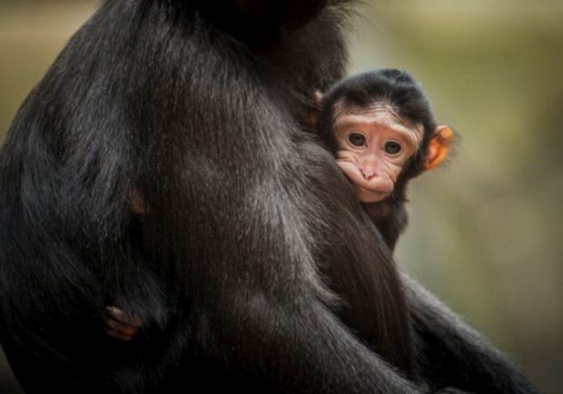Ути-пути: в Бердянском зоопарке родилась обезьянка (видео) - фото zoopicture