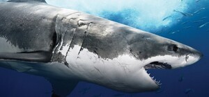 В Египте на семью из Украины напала акула: ребенок остался без руки