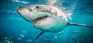 В Єгипті на сім’ю з України напала акула: дитина залишилась без руки