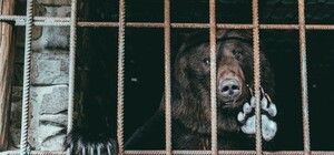 Фото: у ведмежому притулку біля Львова поповнення