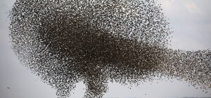 Необычно: под Мелитополем запечатлели завораживающий 