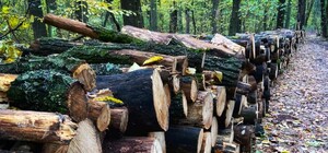 Получи ответ: кто и зачем рубит деревья на ВДНХ