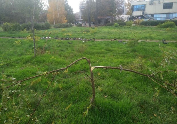 В сквере Яланского вновь срубили деревья. Фото: @Dn3pr