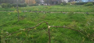 Ну что за люди: в сквере Яланского снова спилили молодые деревья