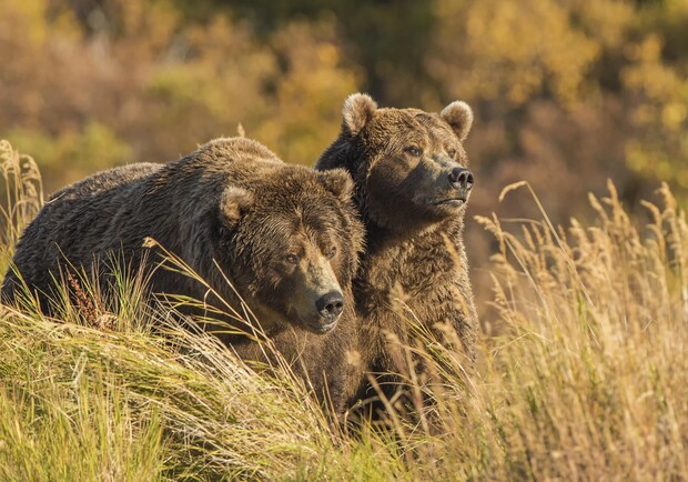 Медведей из Бердянского зоопарка отправили в Европу. Фото: Wallpaper Abyss - Alpha Coders