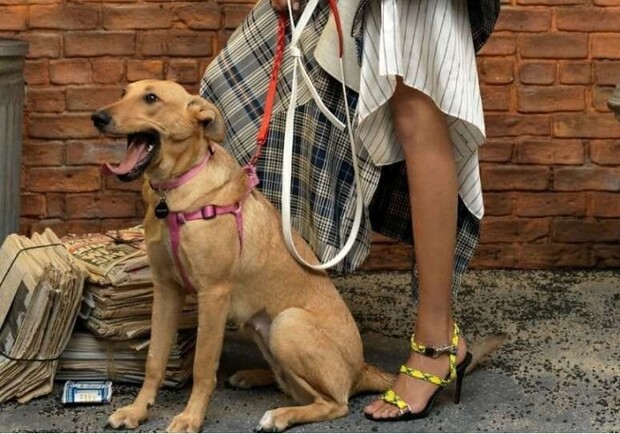 Бездомная собака из Запорожья стала моделью журнала Vogue - фото: фото: Курс Украины