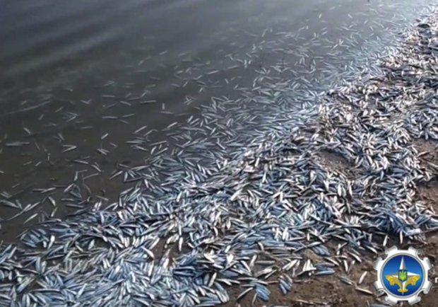В Кирилловке берег лимана усеян мертвой рыбой: что случилось - фото darg.gov.ua