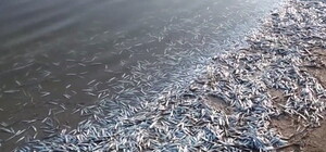 В Кирилловке берег лимана усеян мертвой рыбой: что случилось