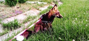 Помогите найти: под Киевом ищут потерявшегося домашнего лиса