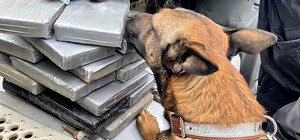 Бананы с кокаином: в порт под Одессой пятый раз за год пришла большая партия наркотиков